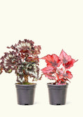 Assorted Begonia Rex Box in a 4 inches grow pot
