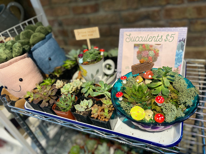 Workshop : Mini Succulent Garden