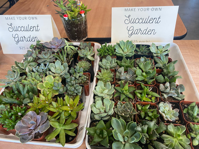 Workshop : Mini Succulent Garden